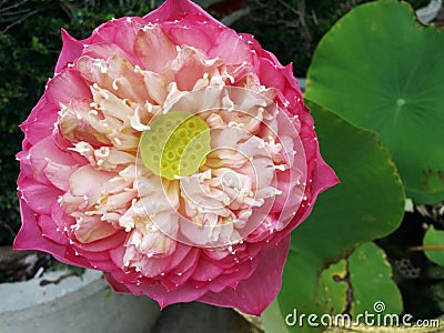 Big pink lotus Stock Photo