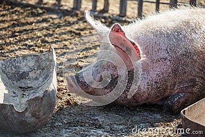 A big pink pig is lying next to his trough for food. Livestock farm Editorial Stock Photo