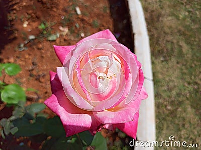 Big Pink rose in garden Stock Photo