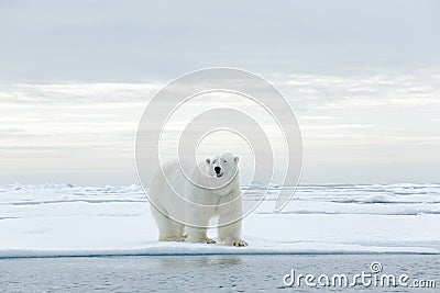 Big polar bear on drift ice edge with snow a water in Arctic Svalbard Stock Photo