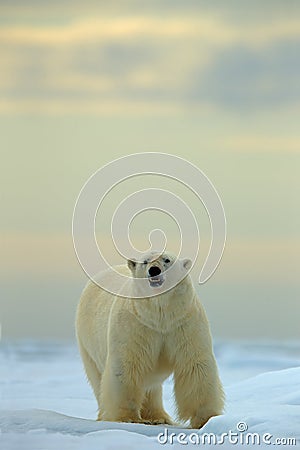 Big polar bear on drift ice with snow in Arctic Svalbard Stock Photo