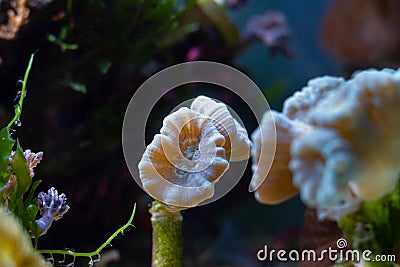 Polyp of healthy candy cane coral animal in nano reef marine aquarium, LED actinic blue low light, beautiful live rock ecosystem Stock Photo