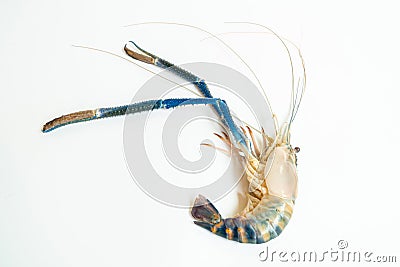 The 1 big prawn long muscle laid on a white background, Prawn or tiger shrimp isolated on white background, River shrimp or prawn Stock Photo