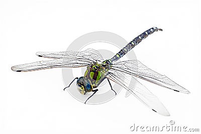 A big and pretty dragonfly, Aeshna cyanea, on white ground Stock Photo
