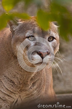 Big puma cougar cat with a clear look predatory looks from behind green leaves, predator in ambush, closeup portrait Stock Photo