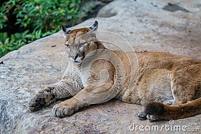 Big Puma resting on a big rock surface Stock Photo