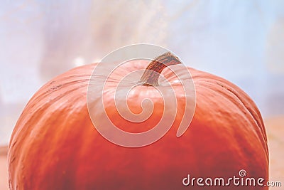 big pumpkin close up, thanksgiving and halloween celebration, autumn harvesting. Stock Photo