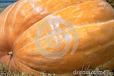Big pumpkin closeup at the farmers fair. Autumn harvest Stock Photo