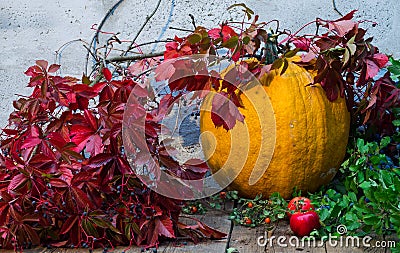 Big pumpkin, green twigs and wild grapes with red leaves in the Stock Photo