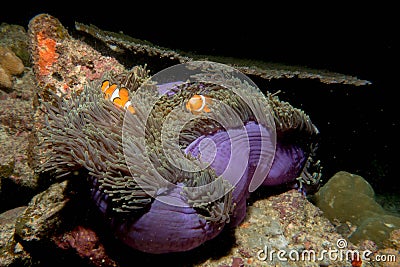 Clownfish inside purple anemone in the similan islands, thailand Stock Photo