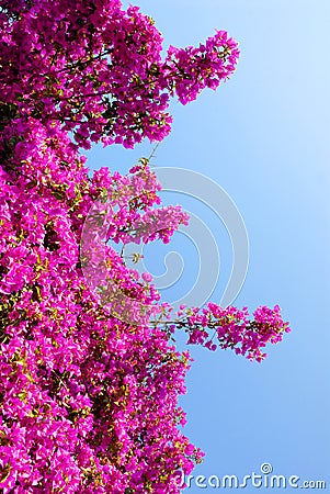 Big purple bougainvillea Stock Photo