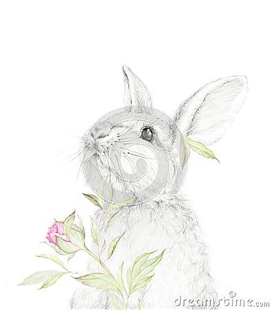 Big Rabbit. Pencil Draw with watercolor floral dÃ©cor. Forest animal Stock Photo