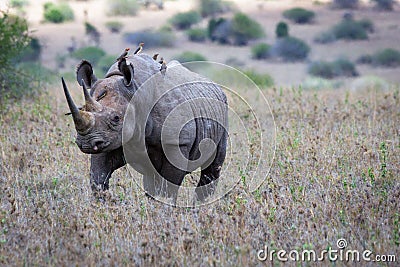 Big rare endangered black aggresive male rhino with big tusks and birds on his back. Stock Photo