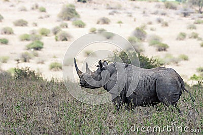 Big rare endangered black aggresive male rhino with big tusks and birds on his back. Stock Photo