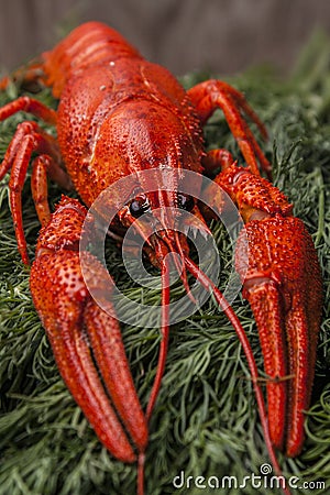 Big red boiled lobster on green drill background. Beer snacks. Stock Photo