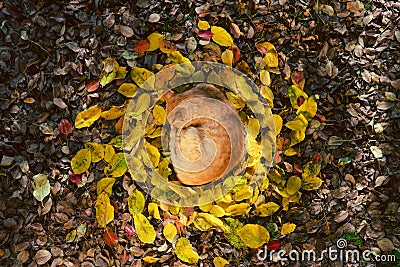 Big red cat lies on the fallen leaves in the form of the sun, a sleep. top view, autmn concept, keeper of light, darkness comes Stock Photo