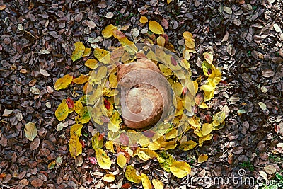 Big red cat lies on the fallen leaves in the form of the sun, a sleep. top view, autmn concept, keeper of light, darkness comes Stock Photo