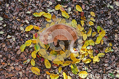 Big red cat lies on the fallen leaves in the form of the sun, a sleep. top view, autmn concept, keeper of light, darkness comes Stock Photo