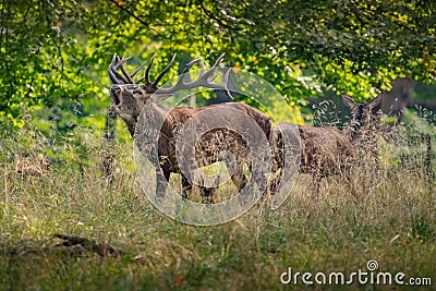 Big Red Deer Stags Cervus elaphus Stock Photo