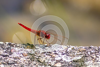 Big red dragonfly odonata warming up on a stone in the sun for the next hunt for insects has big filigree wings, a red body Stock Photo
