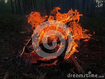Big Red Flame Night Campfire Burning Branches Stock Photo