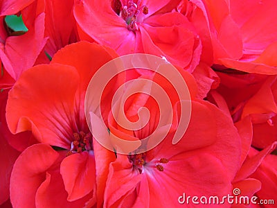 Big Red Geranium. Hot red geranium bloom background. Stock Photo