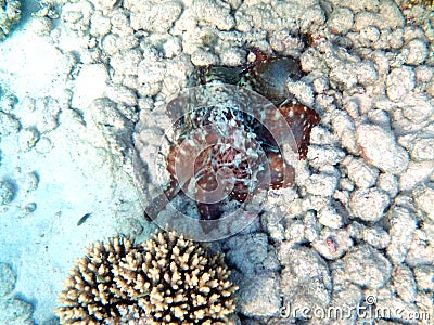 Big red octopus (Octopus cyaneus) quick change artist picture two of five in Red Sea Stock Photo