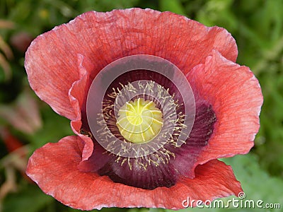 Big red poppy flower Stock Photo