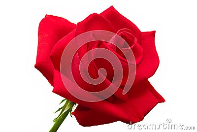 Big red rose isolated Stock Photo