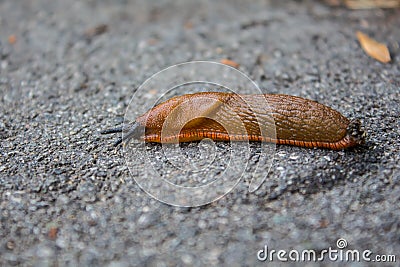 Big red slug is sliding on the ground. Macro, Selective focus Stock Photo