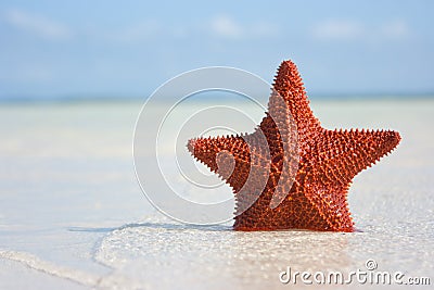 Big red starfish Stock Photo