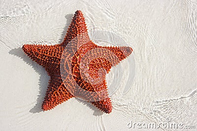 Big red starfish Stock Photo