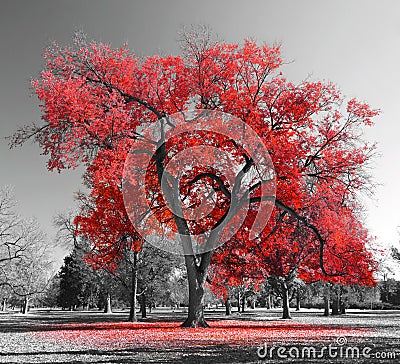 Big Red Tree Stock Photo