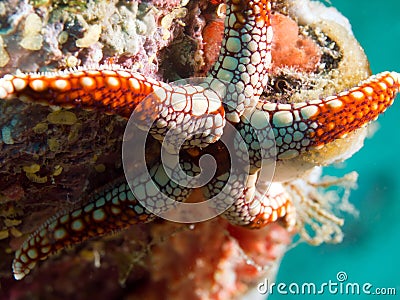 White and red starfish on coral reef underwater Stock Photo