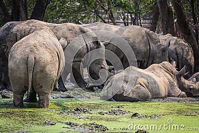 Many rhinoceros in the zoo Stock Photo