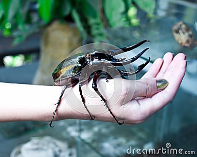 Rhinoceros beetle Stock Photo