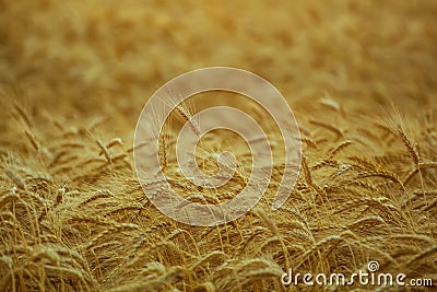 Big ripe, gold-brown field, yellow, wheat at sunset. Stock Photo