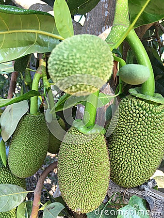 Close up View of Big ripe jackfruits Stock Photo