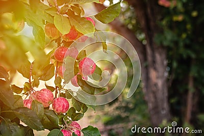 Big ripe red apples on branch of the apple tree in sunny summer day, Almaty aport, copy space Stock Photo