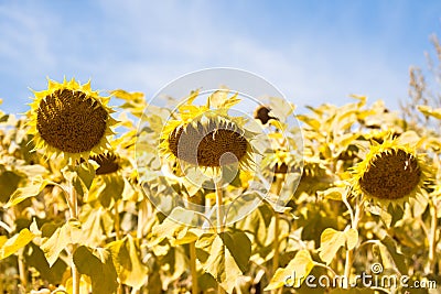 Big ripe sunflower disk heads heavy bend in clear blue summer sky, peaceful sunny midday Stock Photo