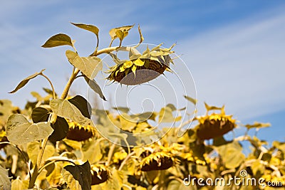 Big ripe sunflower disk heads ready for harvest, bend in clear blue summer sky, peaceful sunny midday in agricultural farm Stock Photo