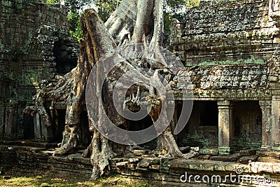 banyan tree roots at Angkor Wat Stock Photo