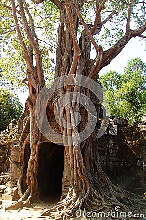 Banyan tree in Angkor Wat Stock Photo