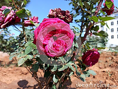 Big rose in garden Stock Photo