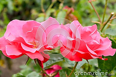 Big rose in the gardens of the squares Stock Photo