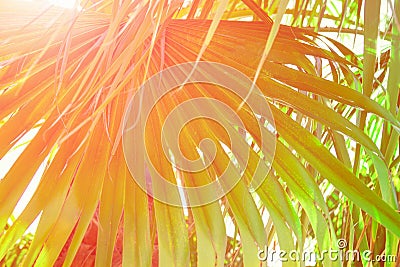 Big Round Spiky Palm Leaf Golden Pink Sun Flare Hipster Toned Poster Banner Template Tropical Foliage Background Vacation Stock Photo