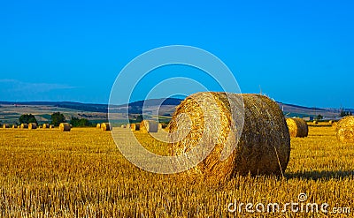 Big round straw bales in the meadow Stock Photo