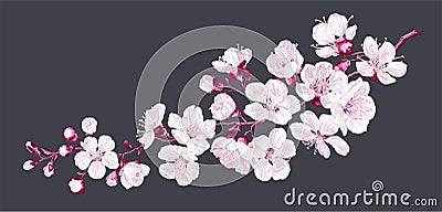 Vector branch with spring sakura flowers. Realistic fruit tree, fading cherry. Vector Illustration