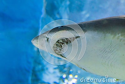 Big Sand tiger shark - CARCHARIAS TAURUS in the clear blue water of Atlantic ocean Stock Photo