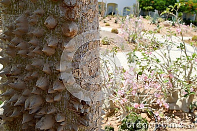 A big scary tree with a barbed bark with spikes sharp exotic tropical rare unusual unique dangerous texture. The background Stock Photo